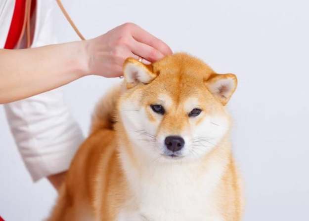柴犬平均壽命 柴犬平均壽命