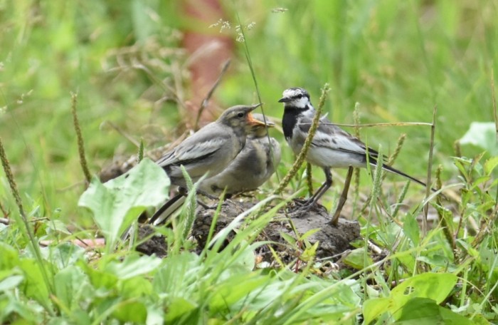 野生雛鳥吃什麼 野生雛鳥吃什麼