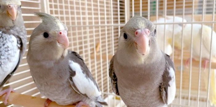 玄鳳鸚鵡飼養 玄鳳鸚鵡飼養