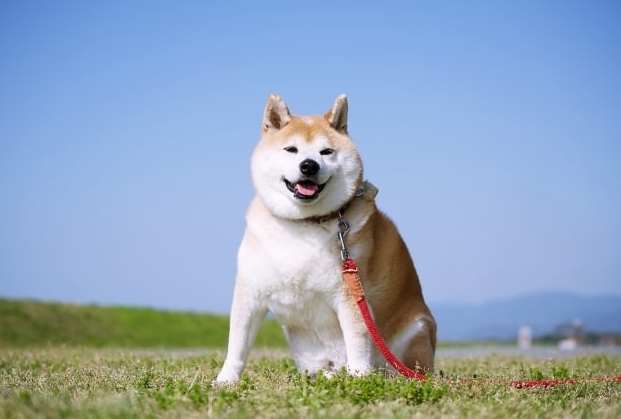 柴犬情緒解讀 柴犬情緒解讀