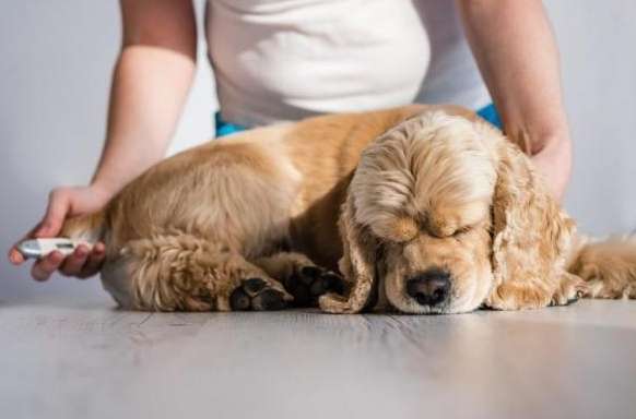 老年犬溫度管理 老年犬溫度管理