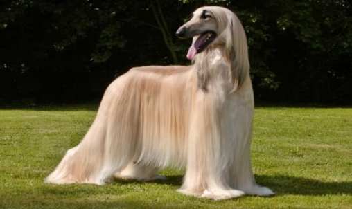 犬種智商排行榜 犬種智商排行榜
