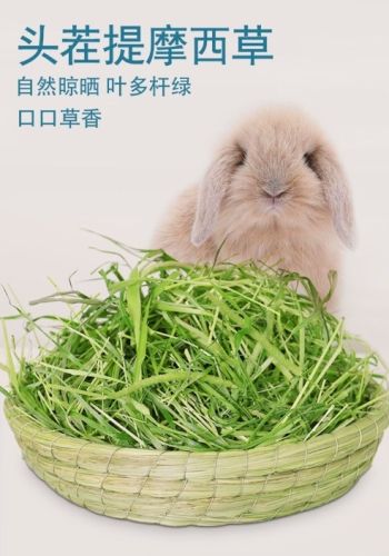 兔子牧草選擇 兔子牧草選擇