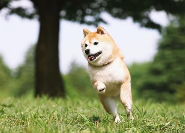 柴犬壽命 柴犬壽命
