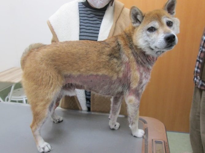 柴犬皮膚護理 柴犬皮膚護理