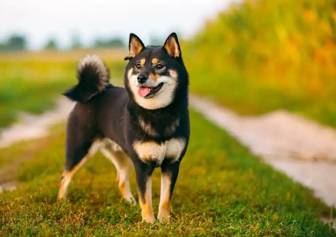 柴犬心情表達 柴犬心情表達