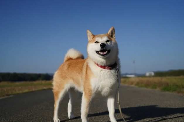 柴犬皮膚病症狀 柴犬皮膚病症狀