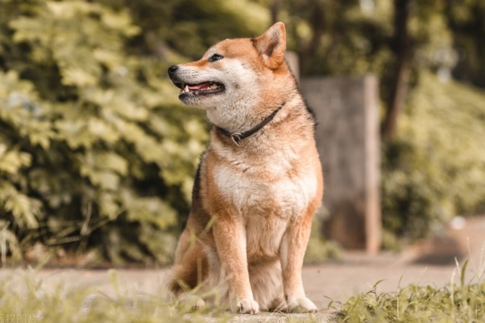 制止幼犬吠叫 制止幼犬吠叫