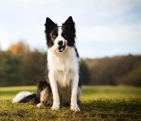 边境牧羊犬聪明度 边境牧羊犬聪明度