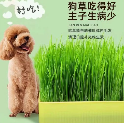 小麥草狗好處 小麥草狗好處