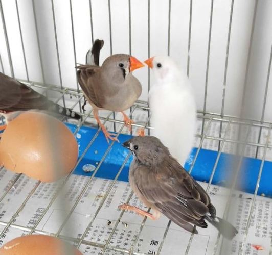 養鳥優點 養鳥優點