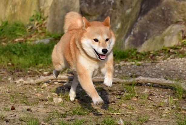 柴犬尾巴語言 柴犬尾巴語言