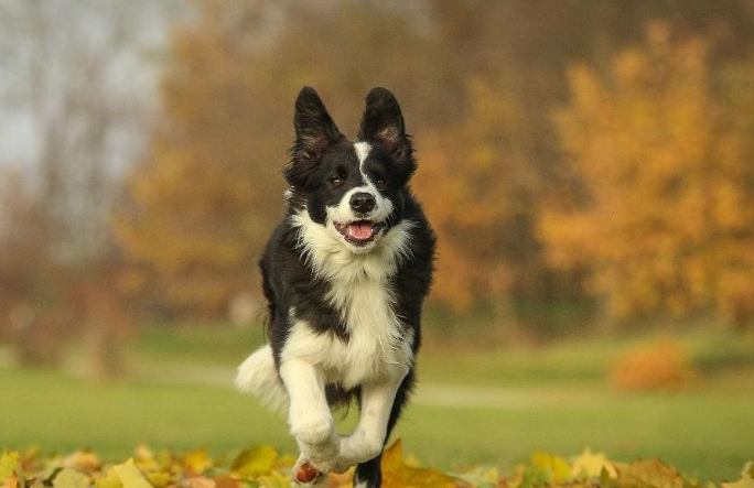 犬类智商排行 犬类智商排行
