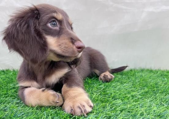 迷你臘腸犬品種 迷你臘腸犬品種