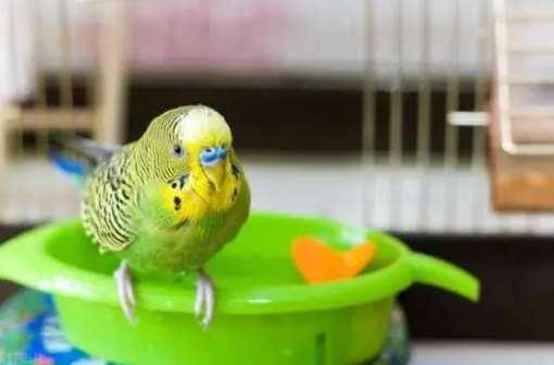 宠物鸟洗澡技巧 宠物鸟洗澡技巧