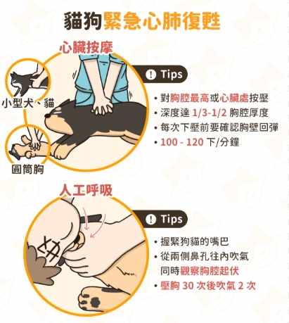 貓癲癇症狀 貓癲癇症狀