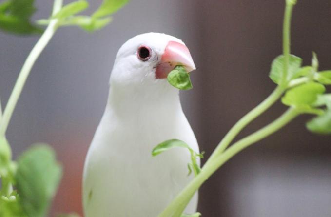文鳥飲食注意事項 文鳥飲食注意事項