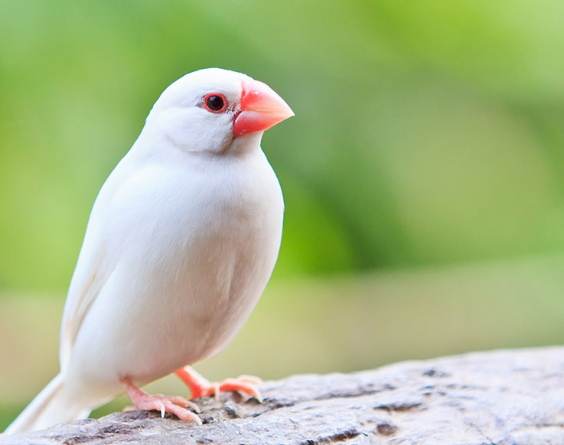 白文鳥說話