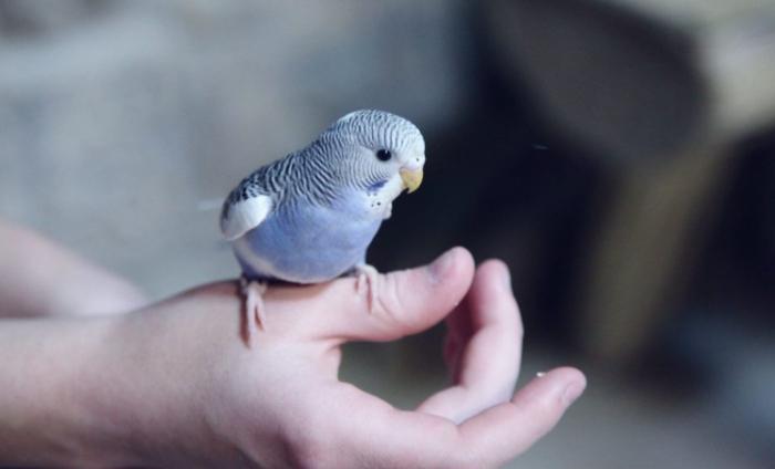 寵物鳥生蛋跡象 寵物鳥生蛋跡象