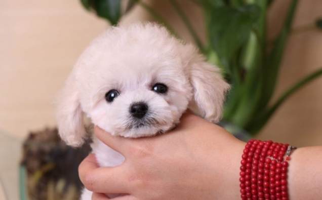 茶杯犬繁殖方法 茶杯犬繁殖方法