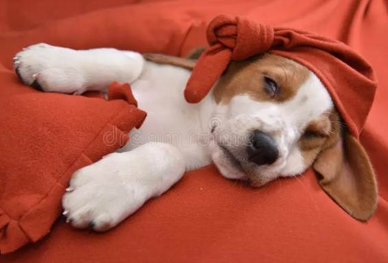 幼犬睡眠環境 幼犬睡眠環境