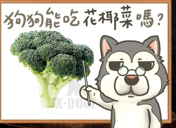 花椰菜對狗的好處 花椰菜對狗的好處