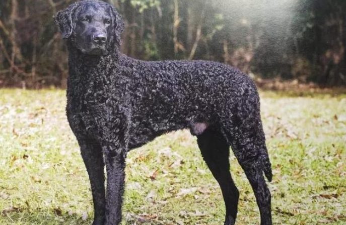 捲毛尋回犬飼養 捲毛尋回犬飼養