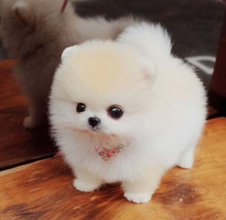 茶杯犬價格台灣 茶杯犬價格台灣