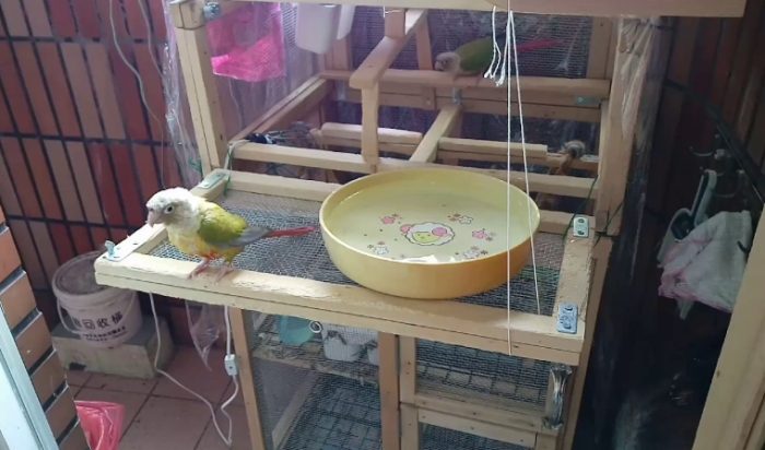 鸚鵡洗澡方法 鸚鵡洗澡方法