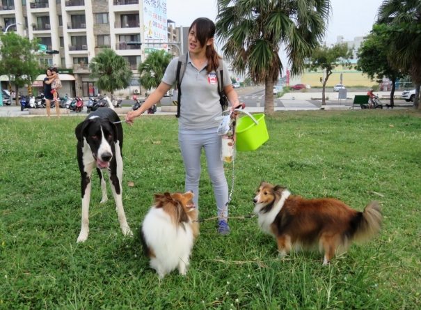 喜樂蒂犬飼養 喜樂蒂犬飼養
