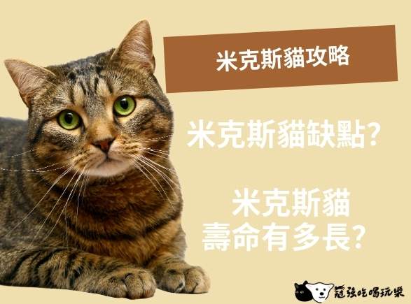 米克斯犬照顧 米克斯犬照顧