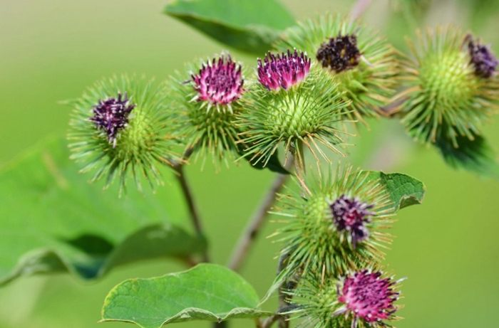 牛蒡狗 好處 牛蒡狗 好處