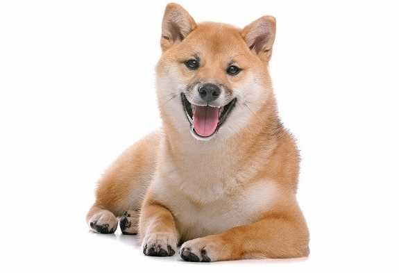 狗耳瘡治療