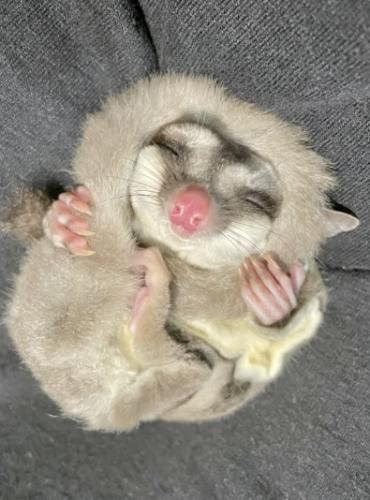 蜜袋鼯睡眠習慣 蜜袋鼯睡眠習慣