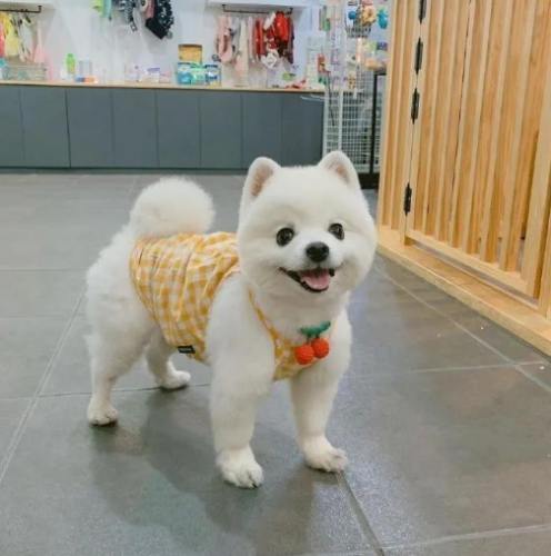 什麼狗的壽命最長 什麼狗的壽命最長