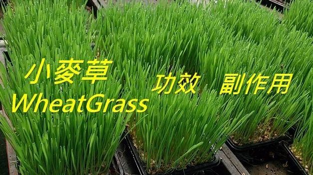 小麥草副作用 小麥草副作用