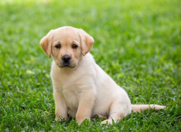 大型犬小型犬區別