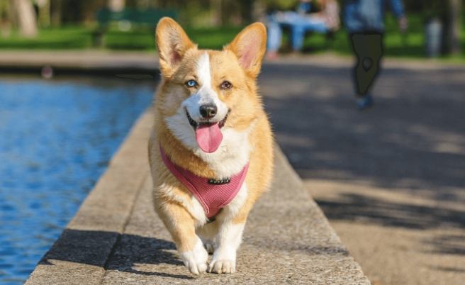 犬種體型標準
