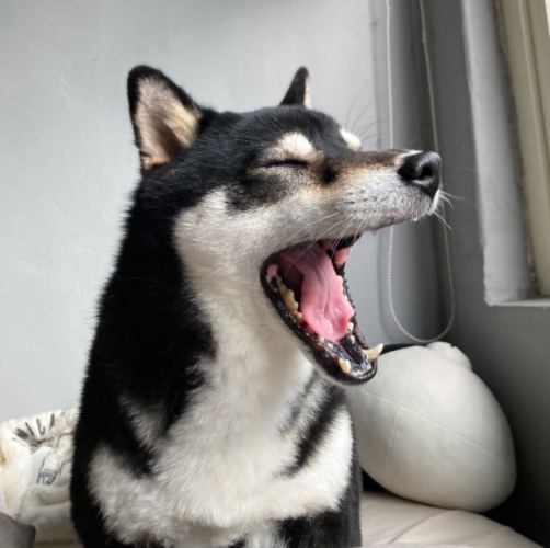 狗狗前庭炎症狀 狗狗前庭炎症狀