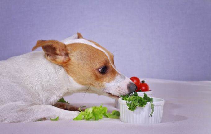 狗狗吃草原因 狗狗吃草原因