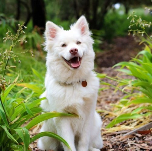 犬種體型標準