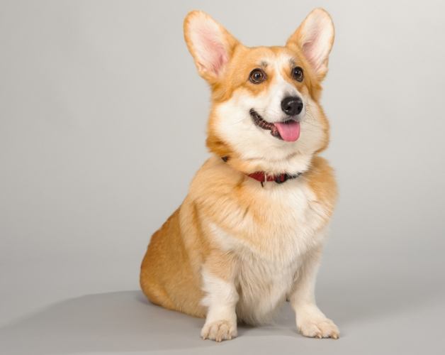 大型犬小型犬區別