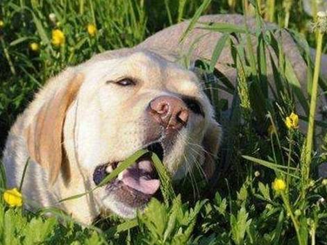 狗吐草使用方法 狗吐草使用方法
