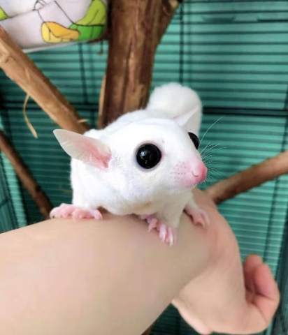 蜜袋鼯健康檢查 蜜袋鼯健康檢查