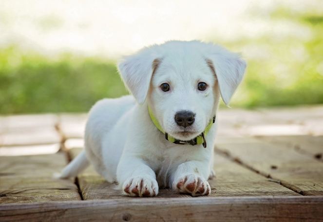 動物保護法 動物保護法