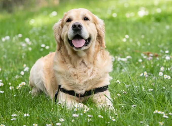 大型犬小型犬區別