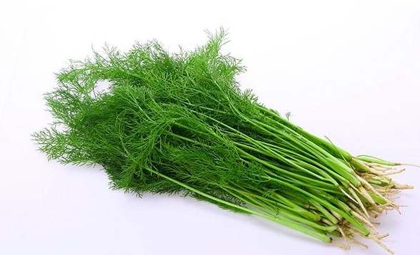 茴香產區比較 茴香產區比較