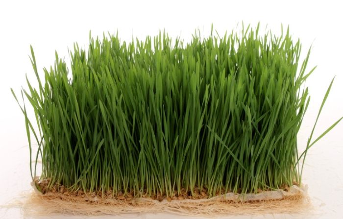 小麥草益處 小麥草益處