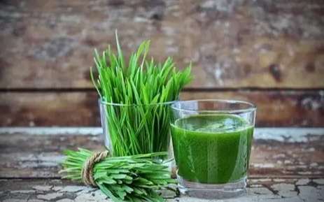 小麥草食用方法 小麥草食用方法