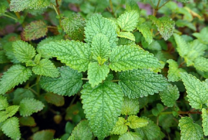 檸檬香蜂草狗好處 檸檬香蜂草狗好處